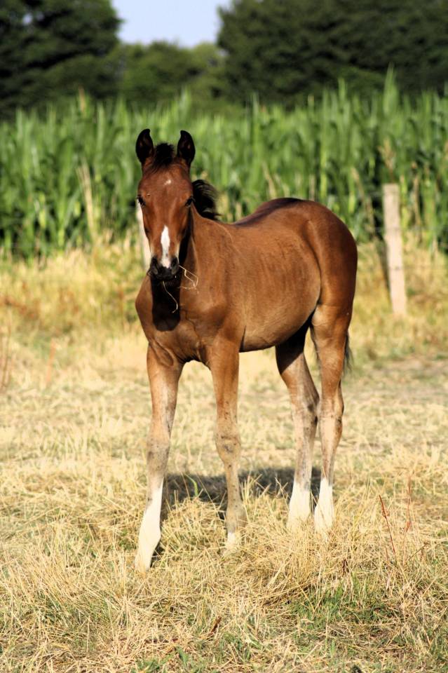 Pouliche Sf 2025 génétique prometteuse 