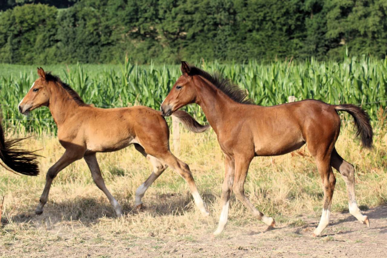 Pouliche Sf 2025 génétique prometteuse 