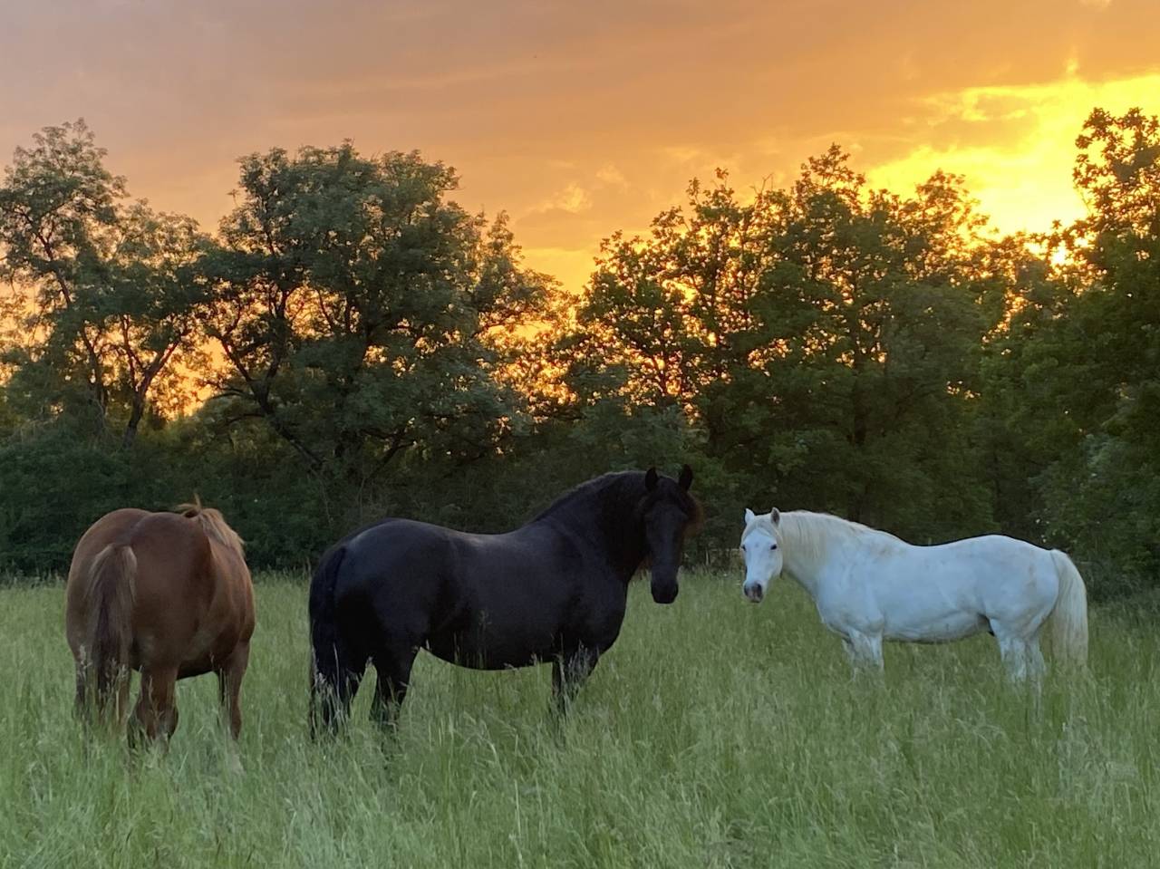 Ranch du Roc Gite &eacute;questre. GR/P600 hectares de foret. 
