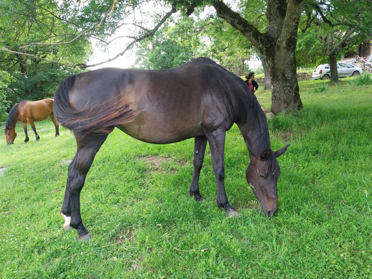 Poulinière Selle Français Originel