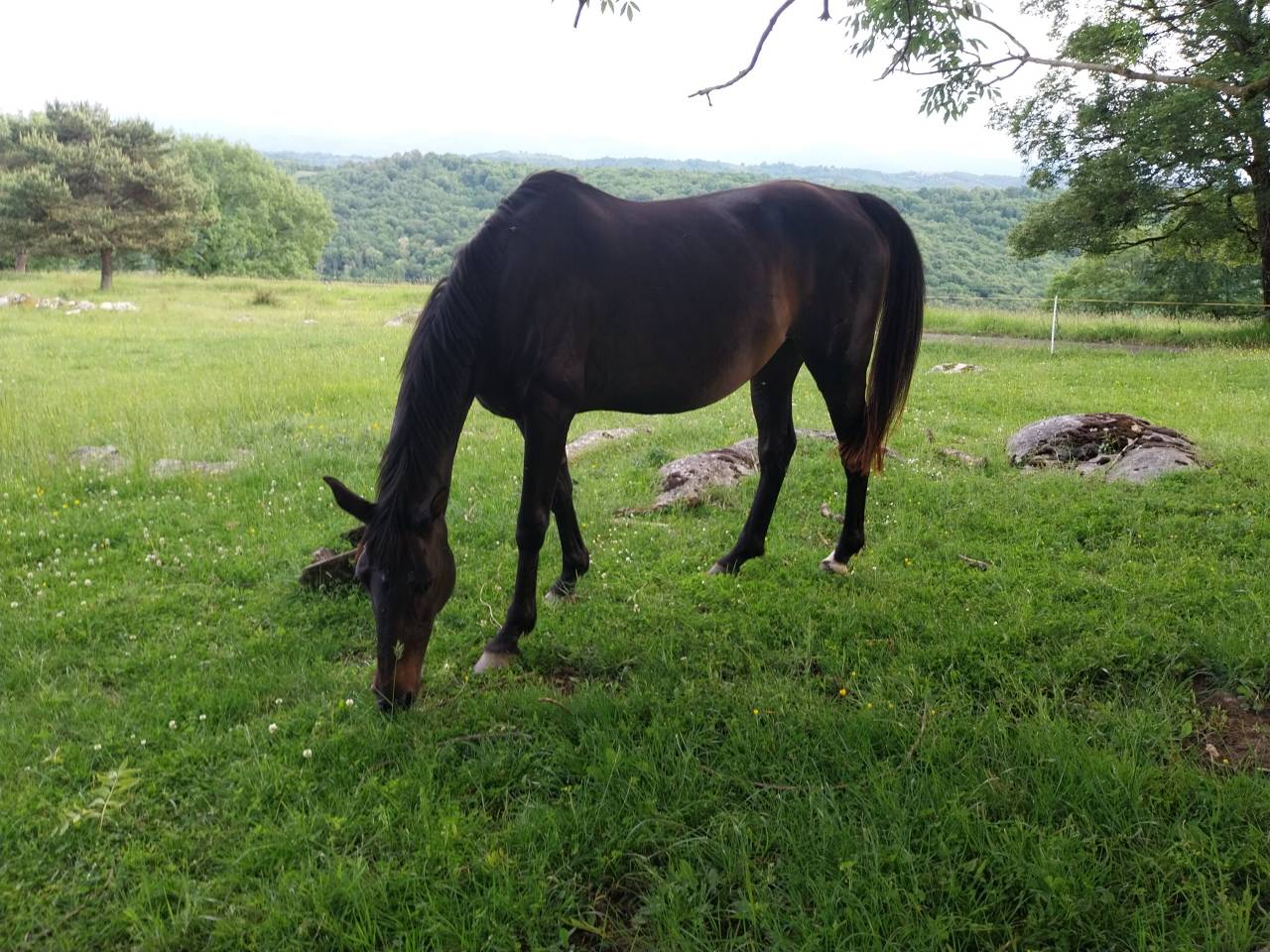 Poulinière Selle Français Originel