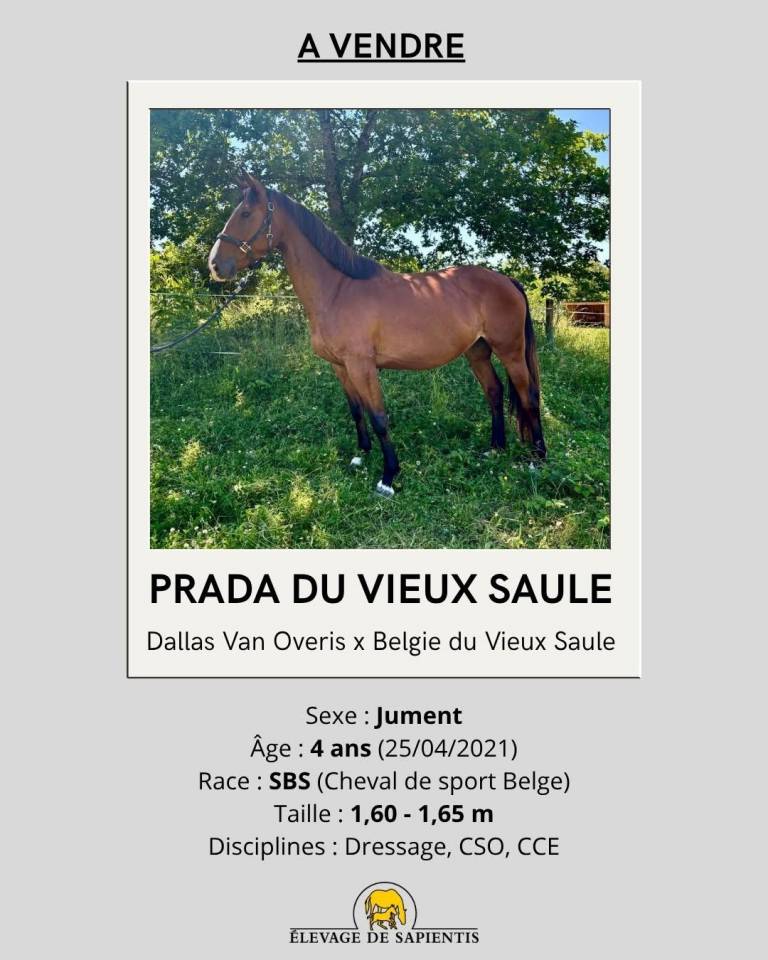 Jument CSO/CCE 4 ans