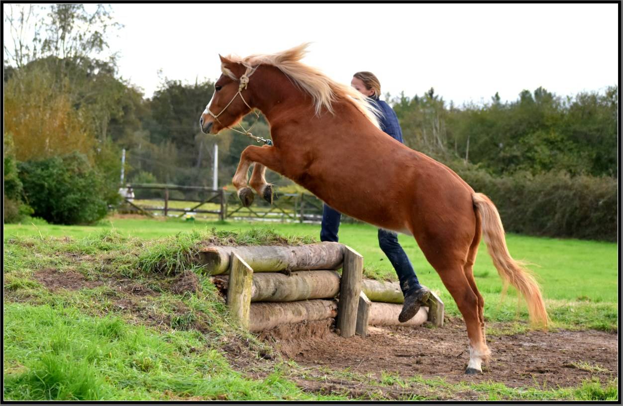 Ponette Dartmoor 5 ans