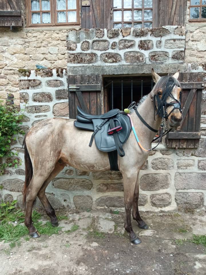 Jeune poney entier 
