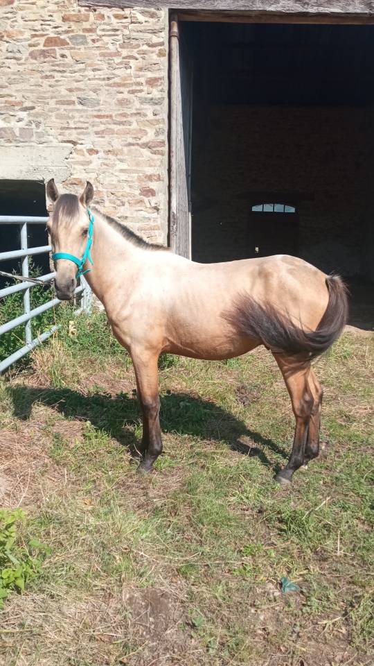 Jeune poney entier 