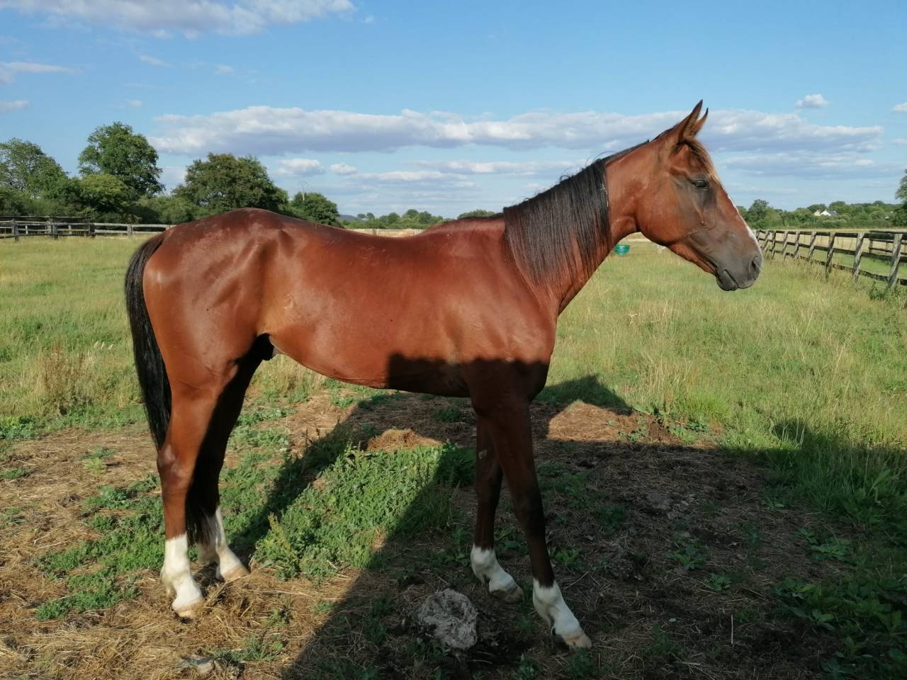 A vendre trotteur à l'entraînement.