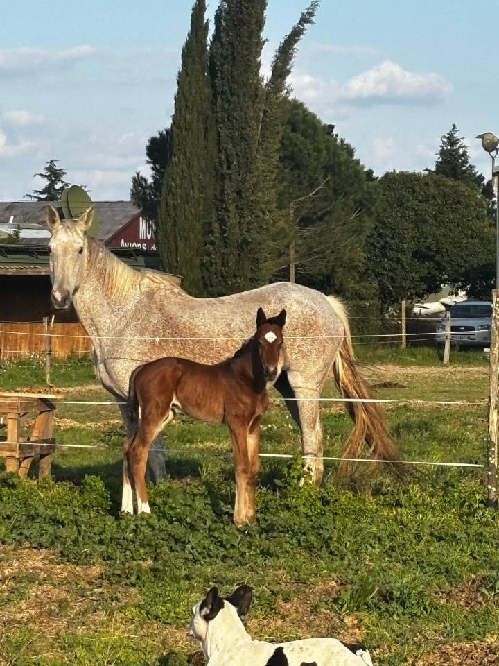 Poulinière de sport suité poulain mâle 
