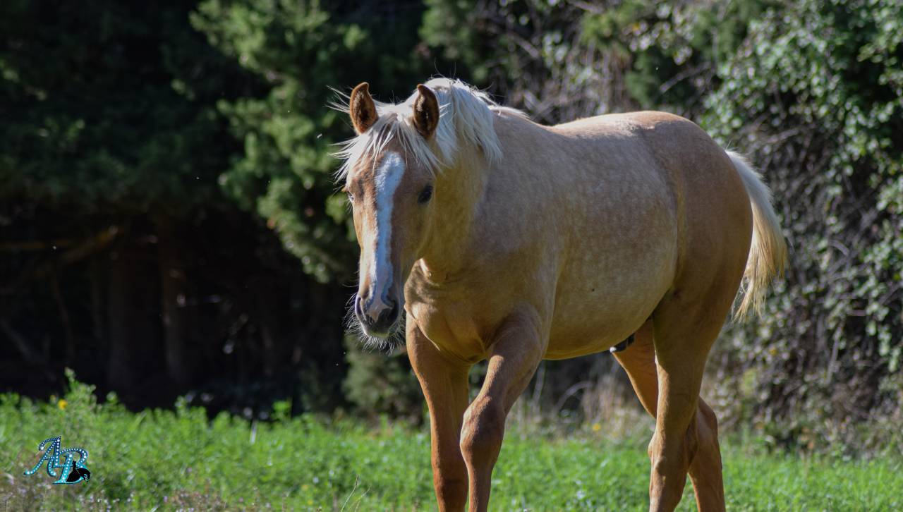 Oscar Poulain Palomino