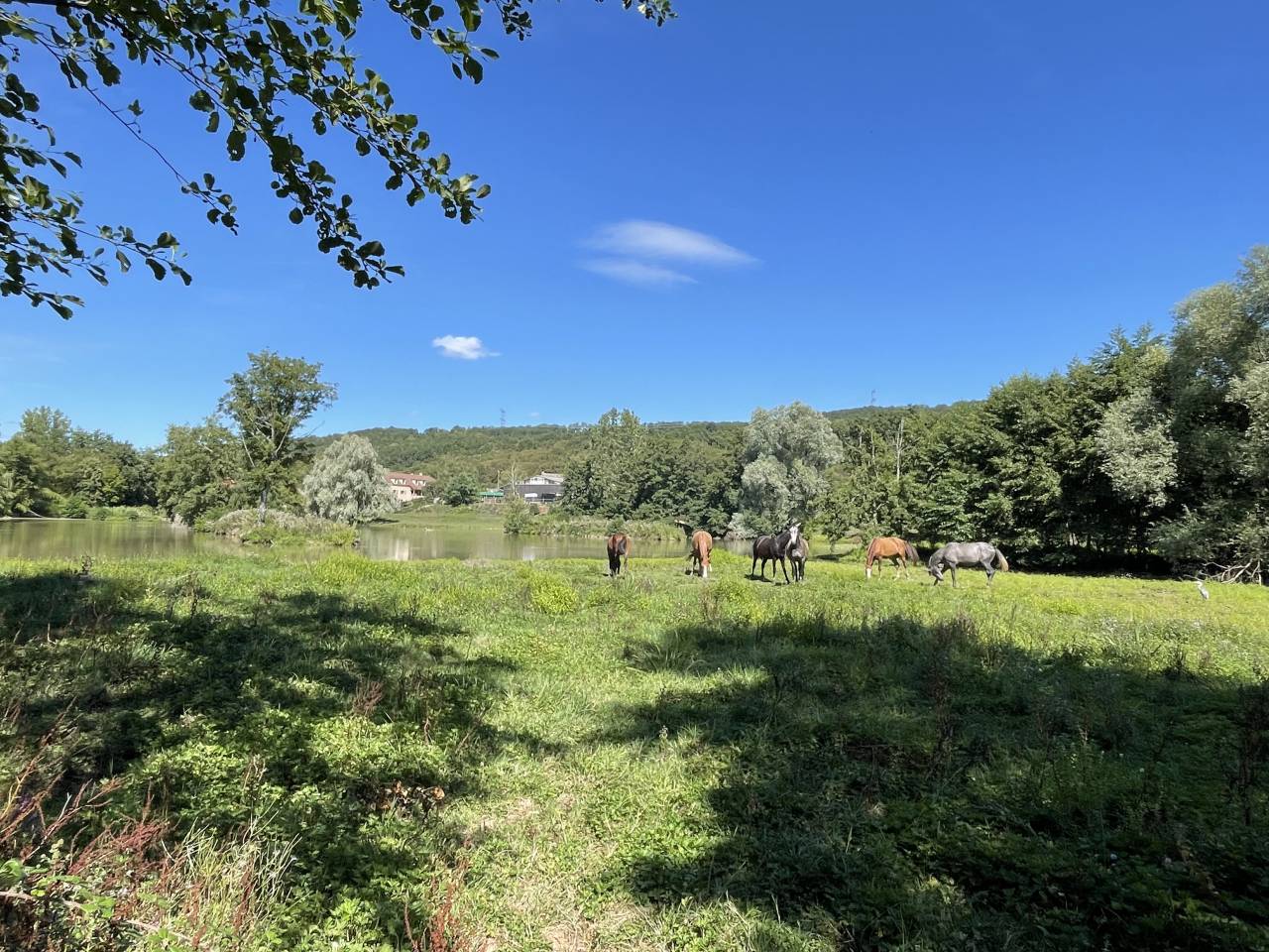 Place en pension disponible 