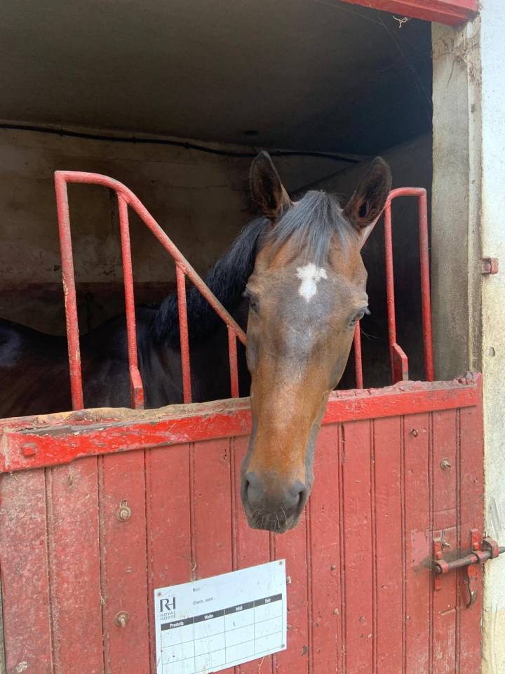 Fou Fou - Hongre reformé