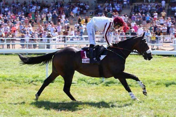 Fou Fou - Hongre reformé