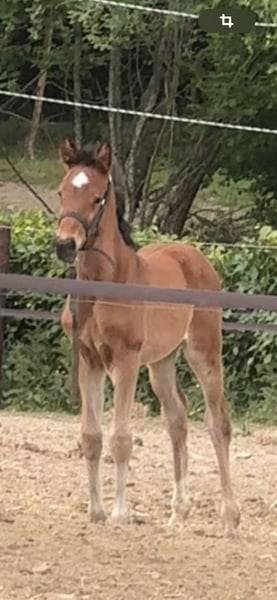 Pouliche chic 2025 – Comilfo+ x Corland, génétique 5★