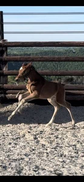 Pouliche chic 2025 – Comilfo+ x Corland, génétique 5★