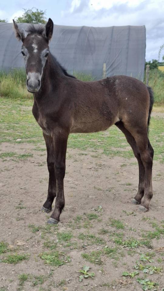Poney Foal PFS par Usandro tilia Derlenn