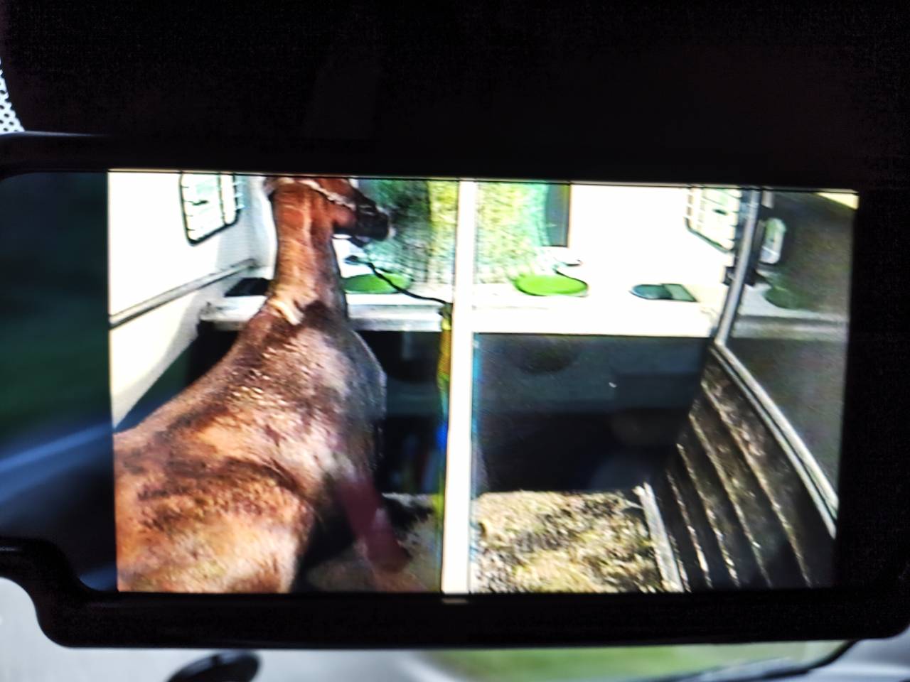 Transport chevaux France Europe 