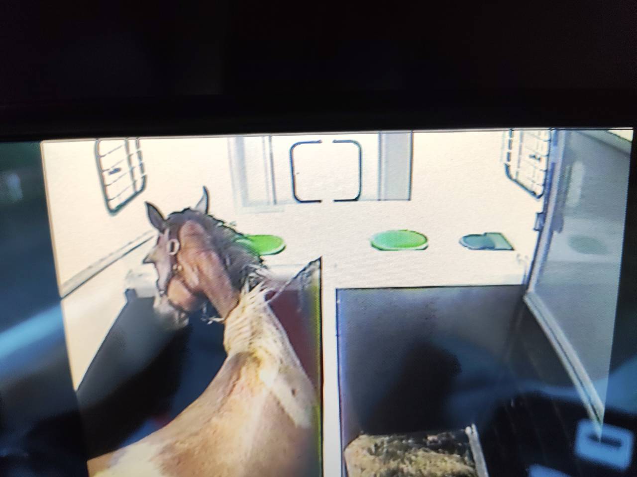 Transport chevaux France Europe 