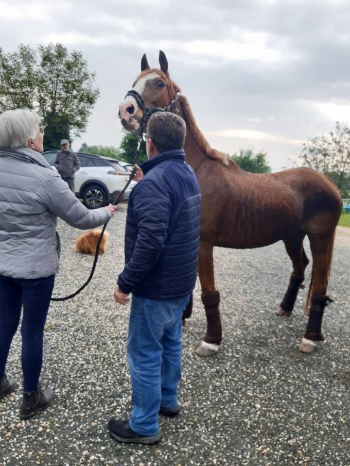 Transport chevaux France Europe 