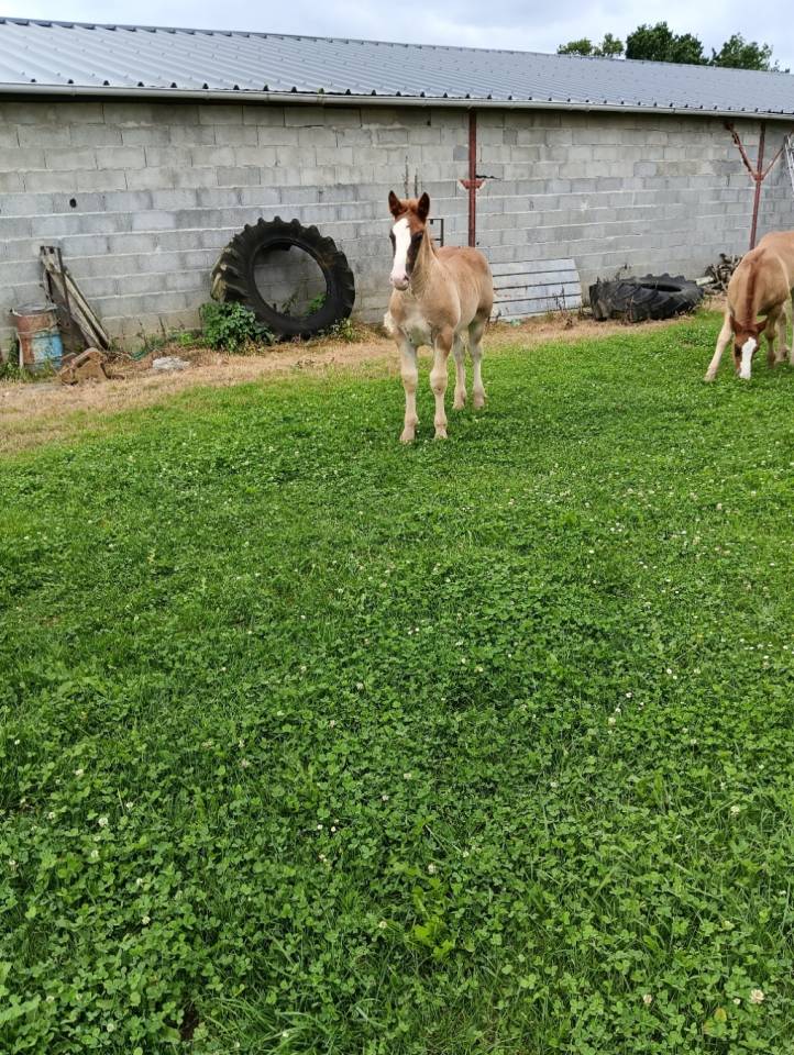 A reserver poulains Breton