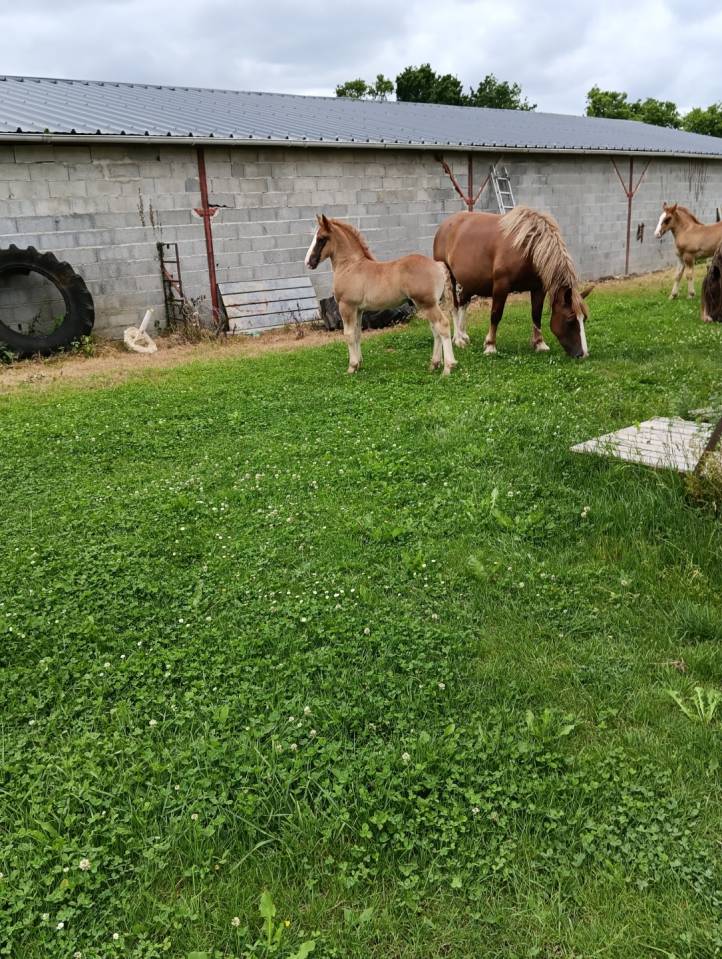 A reserver poulains Breton