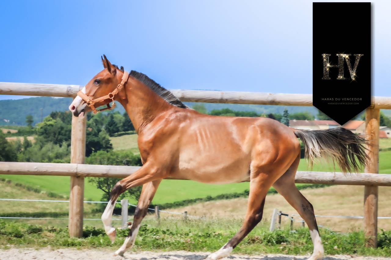 Poulain Lusitanien Ouro JLC x Esperta Sernadinha 