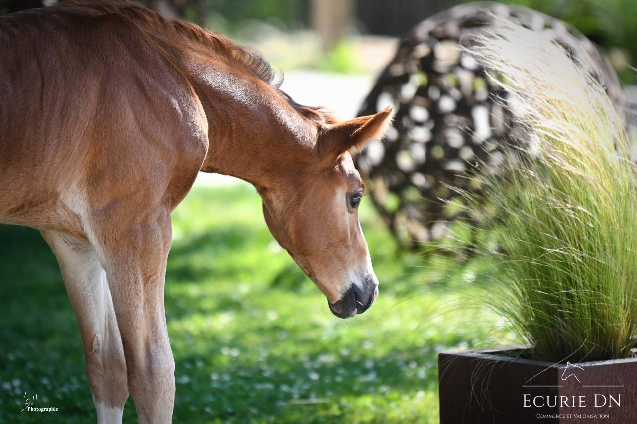 Magnifique Poulain Mâle Hanovrien Vjento x Lord Loxley 