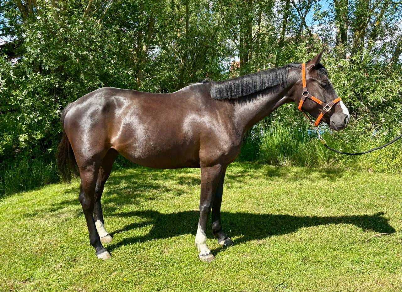 disponible jument 5 ans 