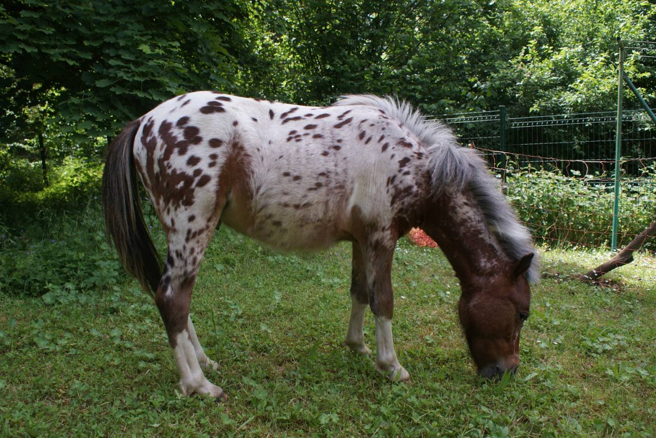 Poulain cheval miniature américain pp AMHA