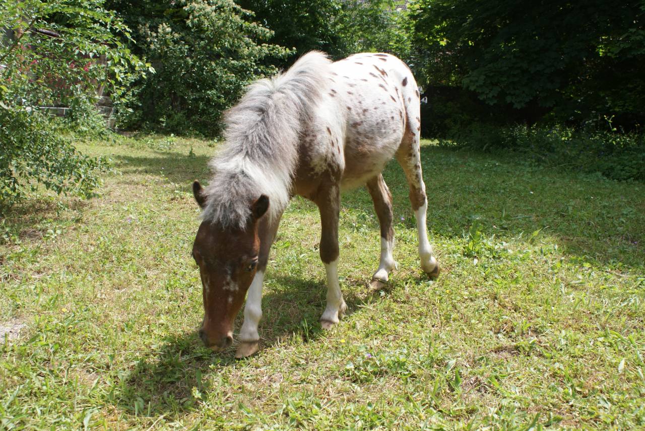 Poulain cheval miniature américain pp AMHA