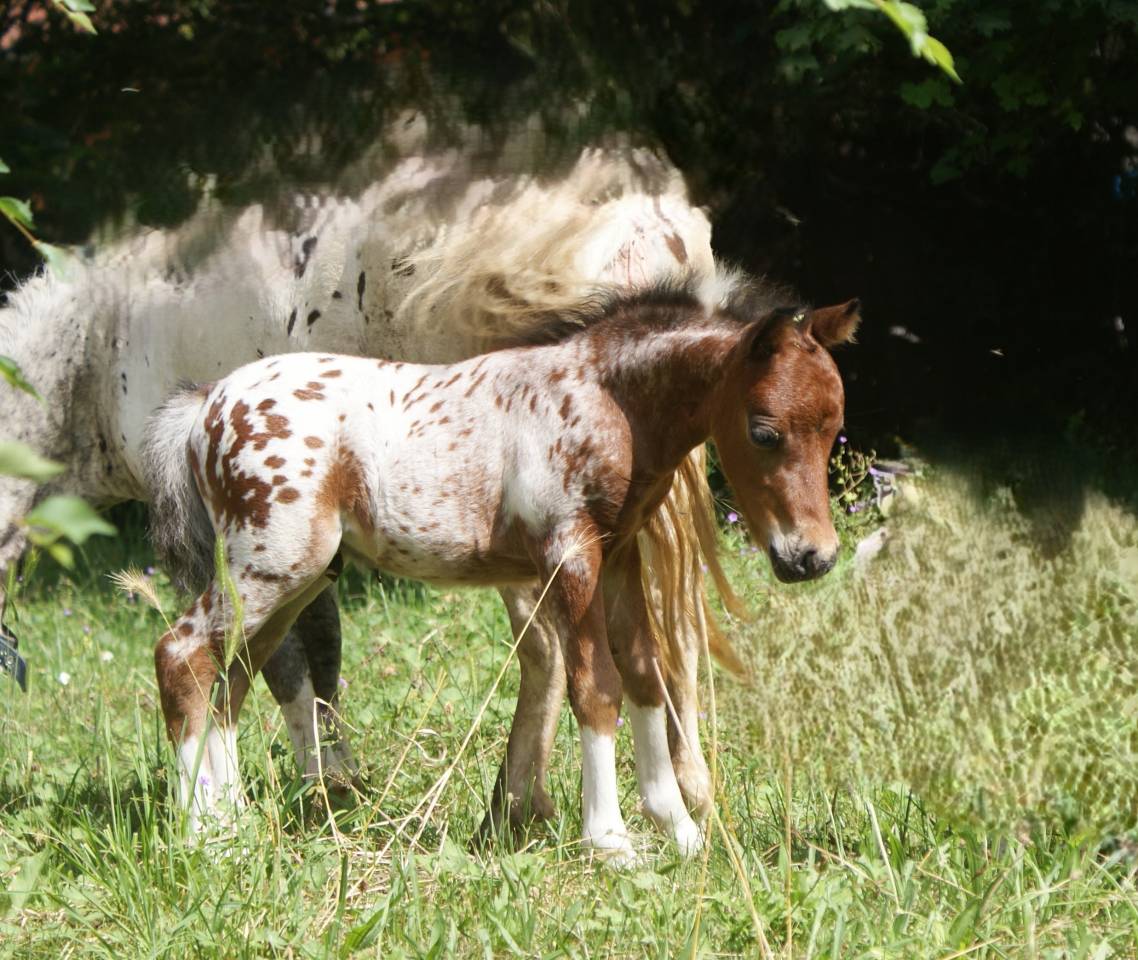 Poulain cheval miniature américain pp AMHA