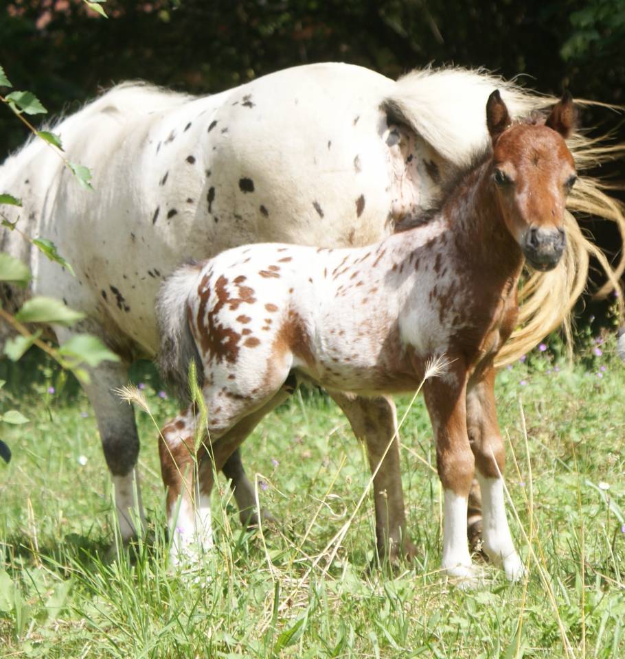 Poulain cheval miniature américain pp AMHA