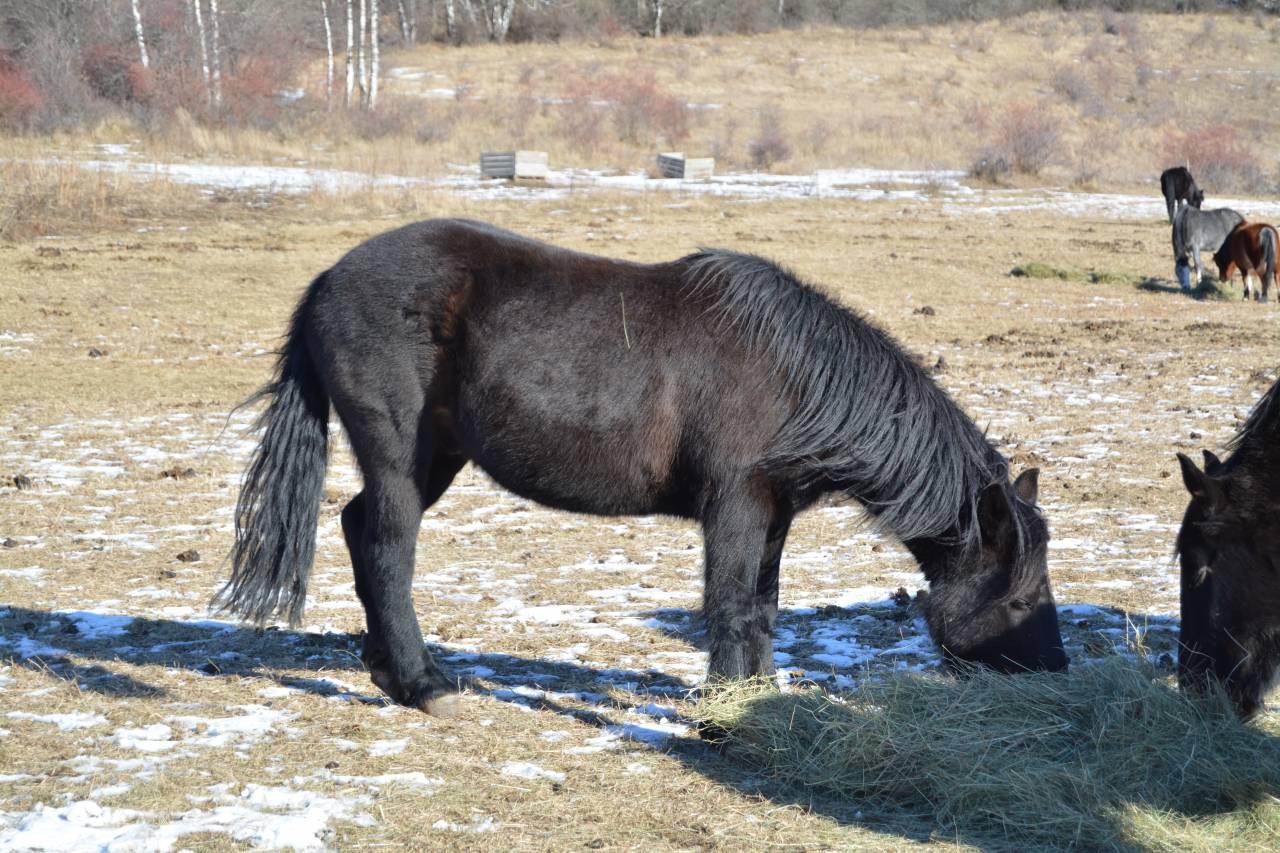 Poney B