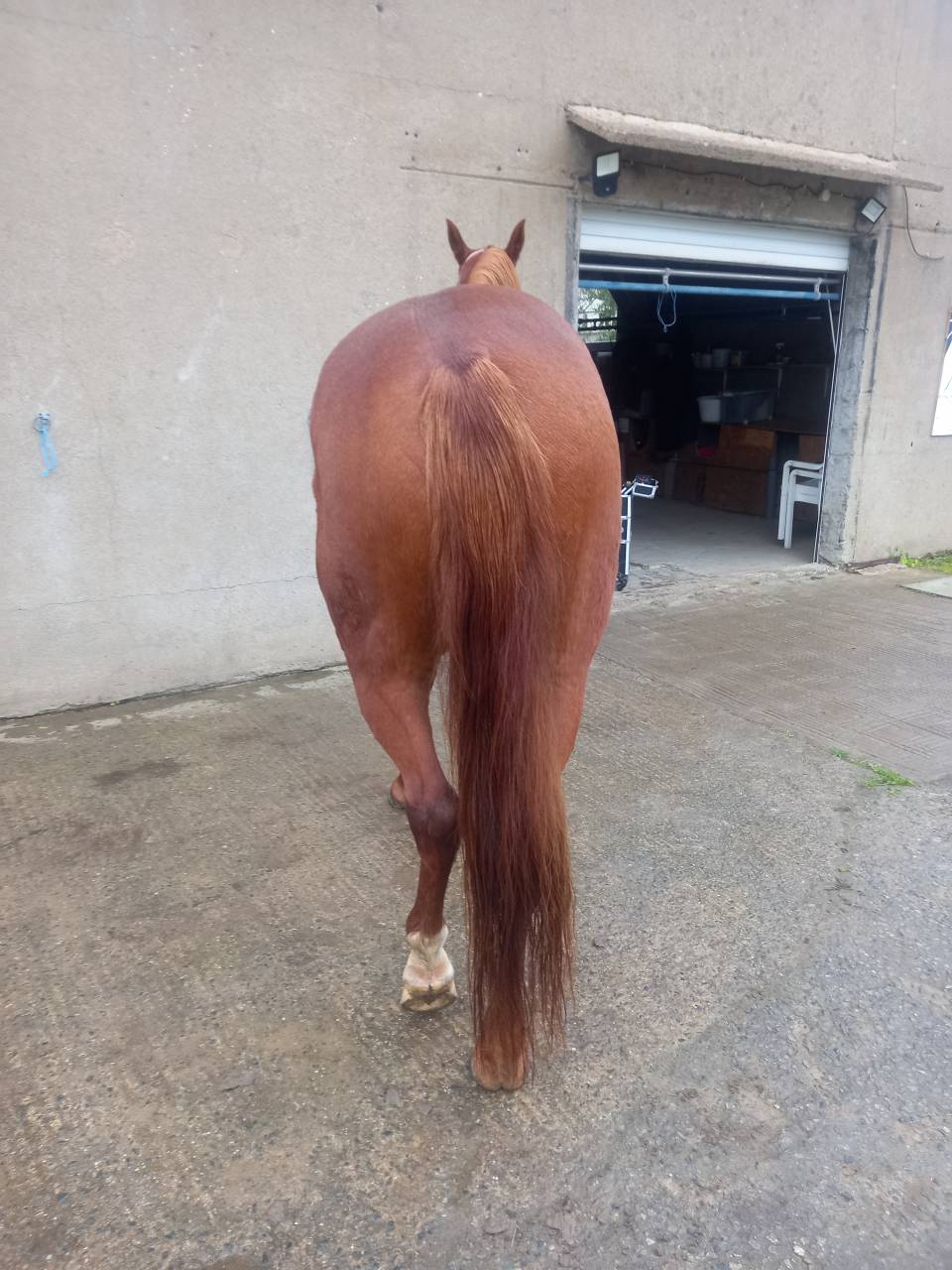 Pension chevaux equipiste