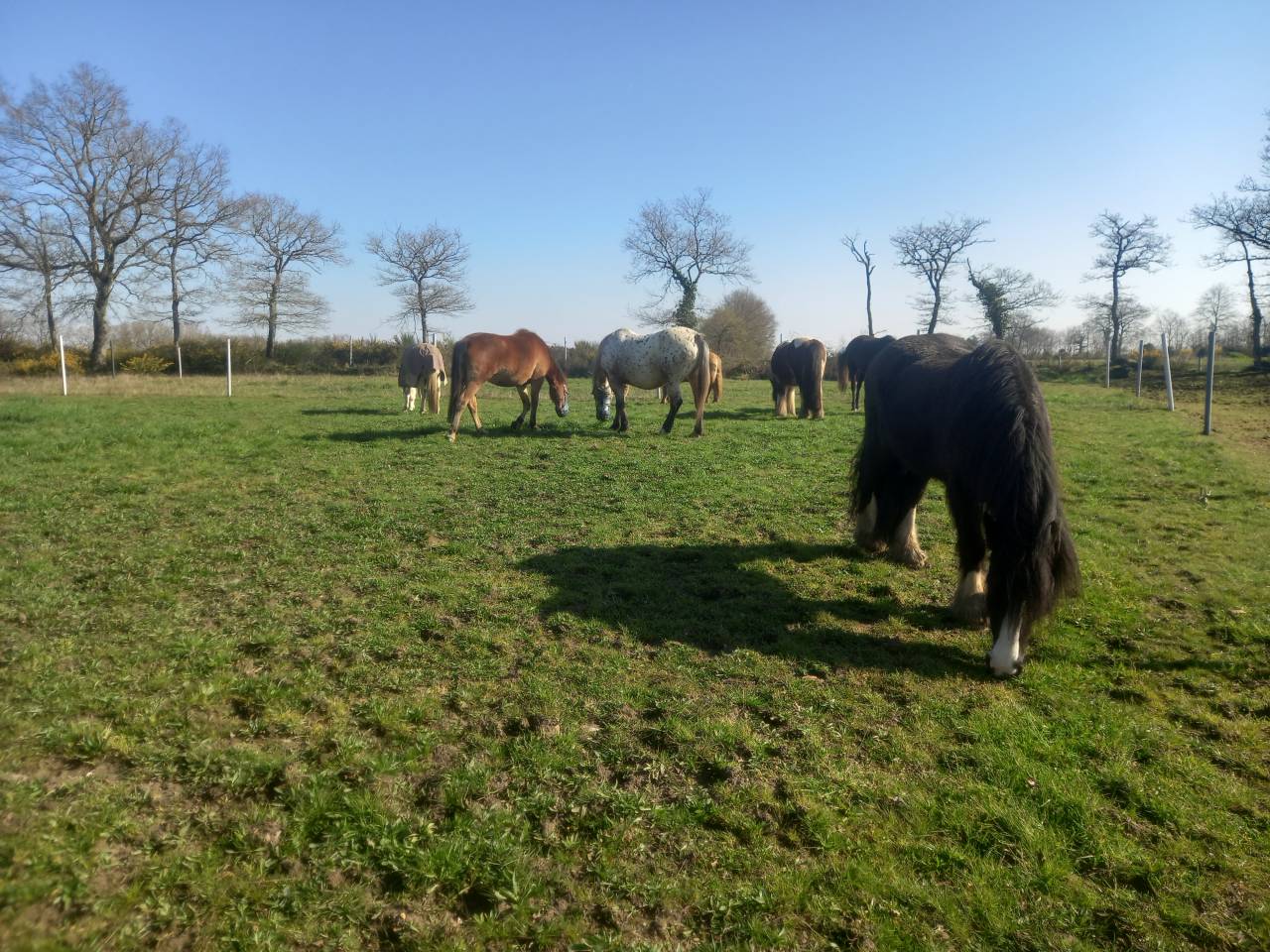 Pension chevaux equipiste