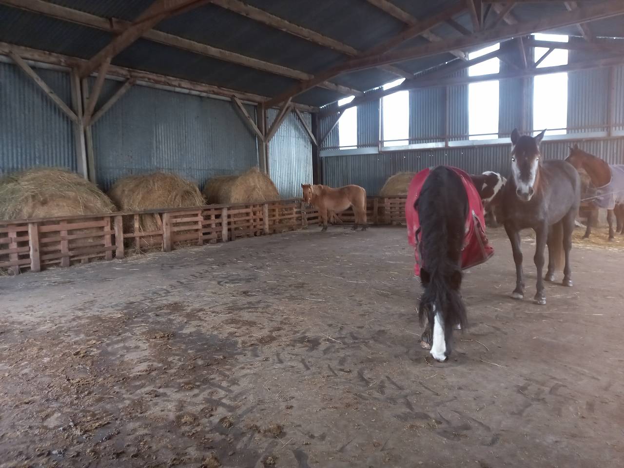 Pension chevaux equipiste