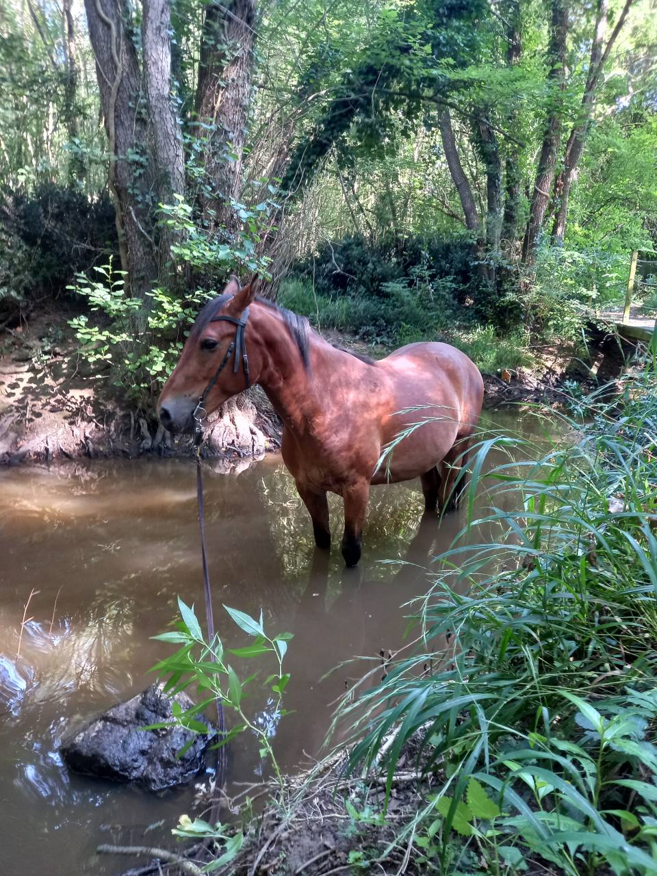 Pension chevaux equipiste