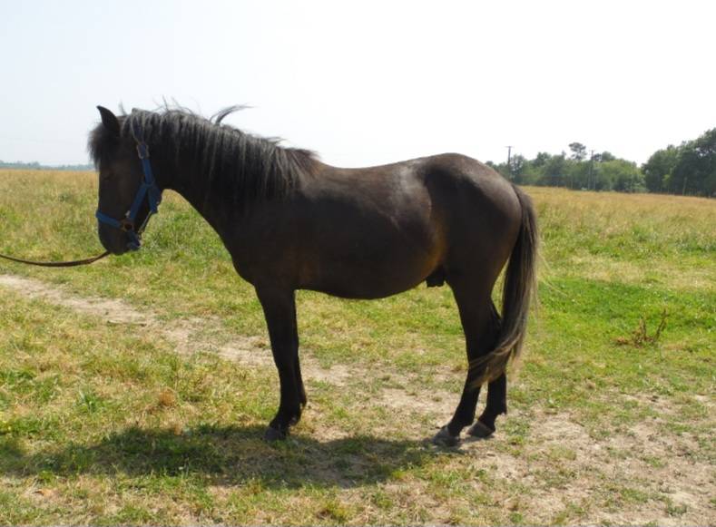 Poulain 1 an PP Pottok livret A