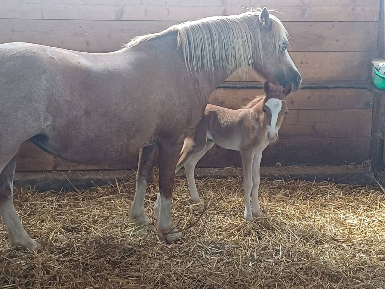 Foal welsh pony