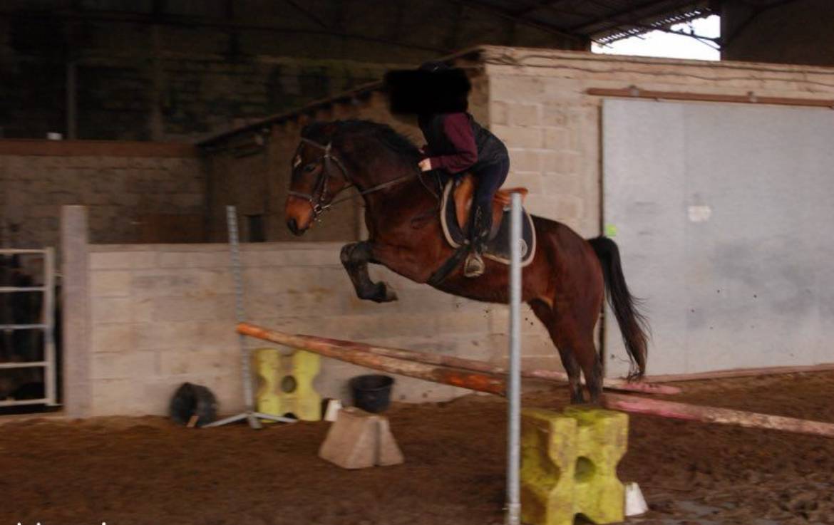 Cheval à vendre Jument trotteuse de 12 ans