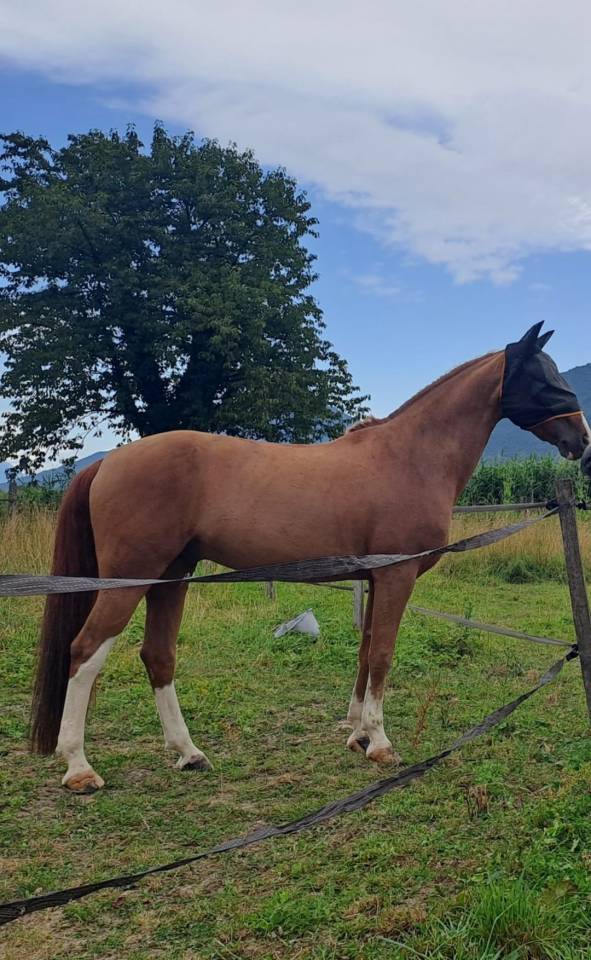 A VENDRE PONEY DE SPORT