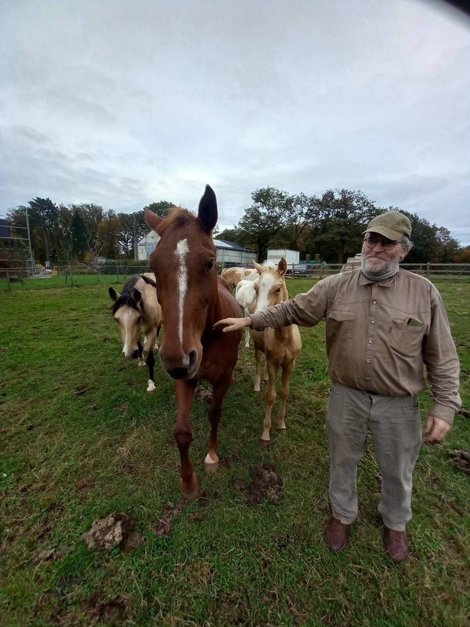 Elevage Palomino  et Arabe  BAISSE DE PRIX!!! 