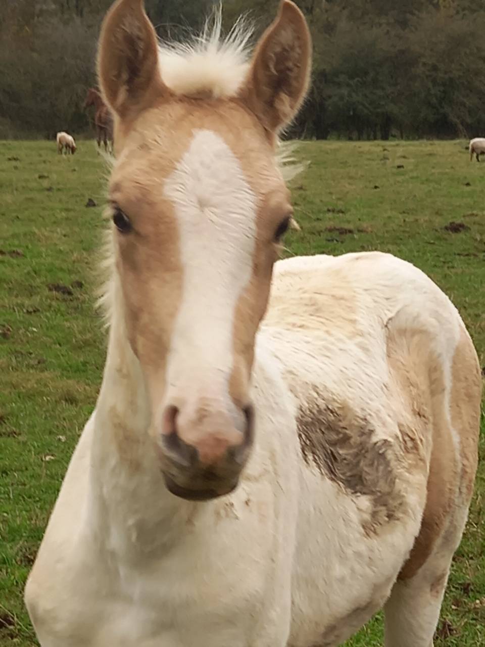 Elevage Palomino  et Arabe  BAISSE DE PRIX!!! 
