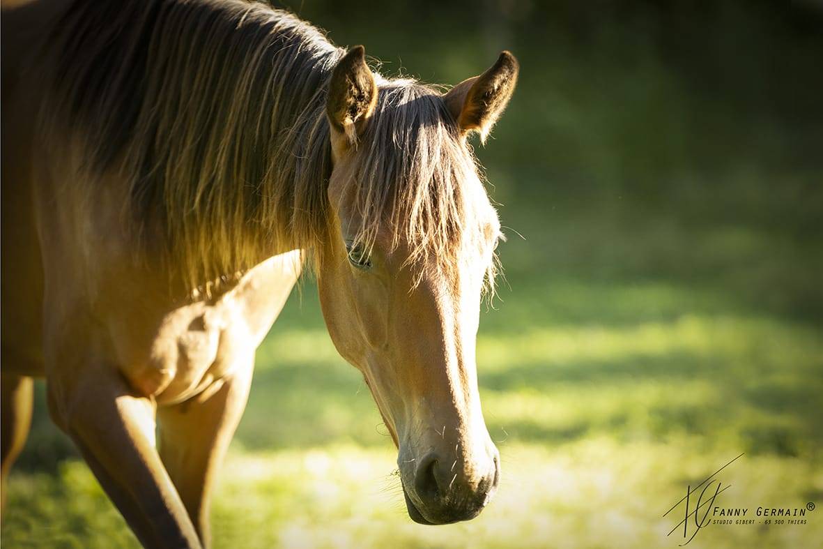 Pouliche oldenbourg dressage
