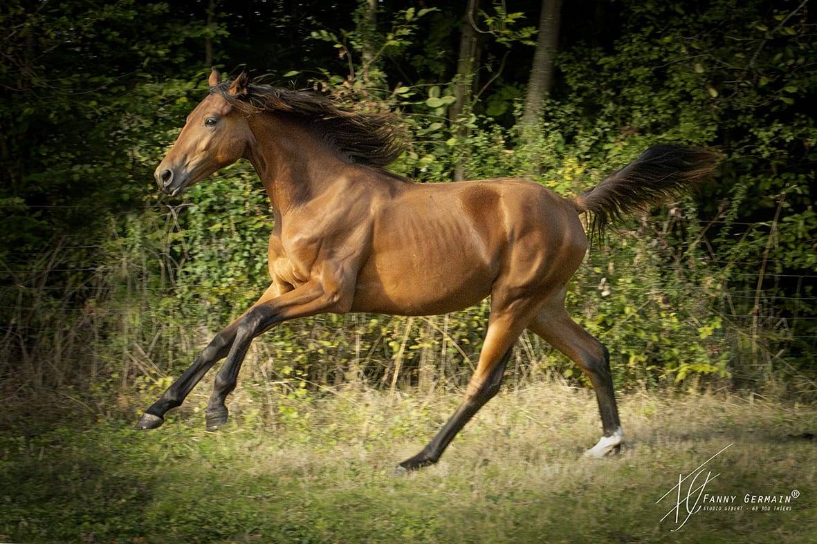 Pouliche oldenbourg dressage