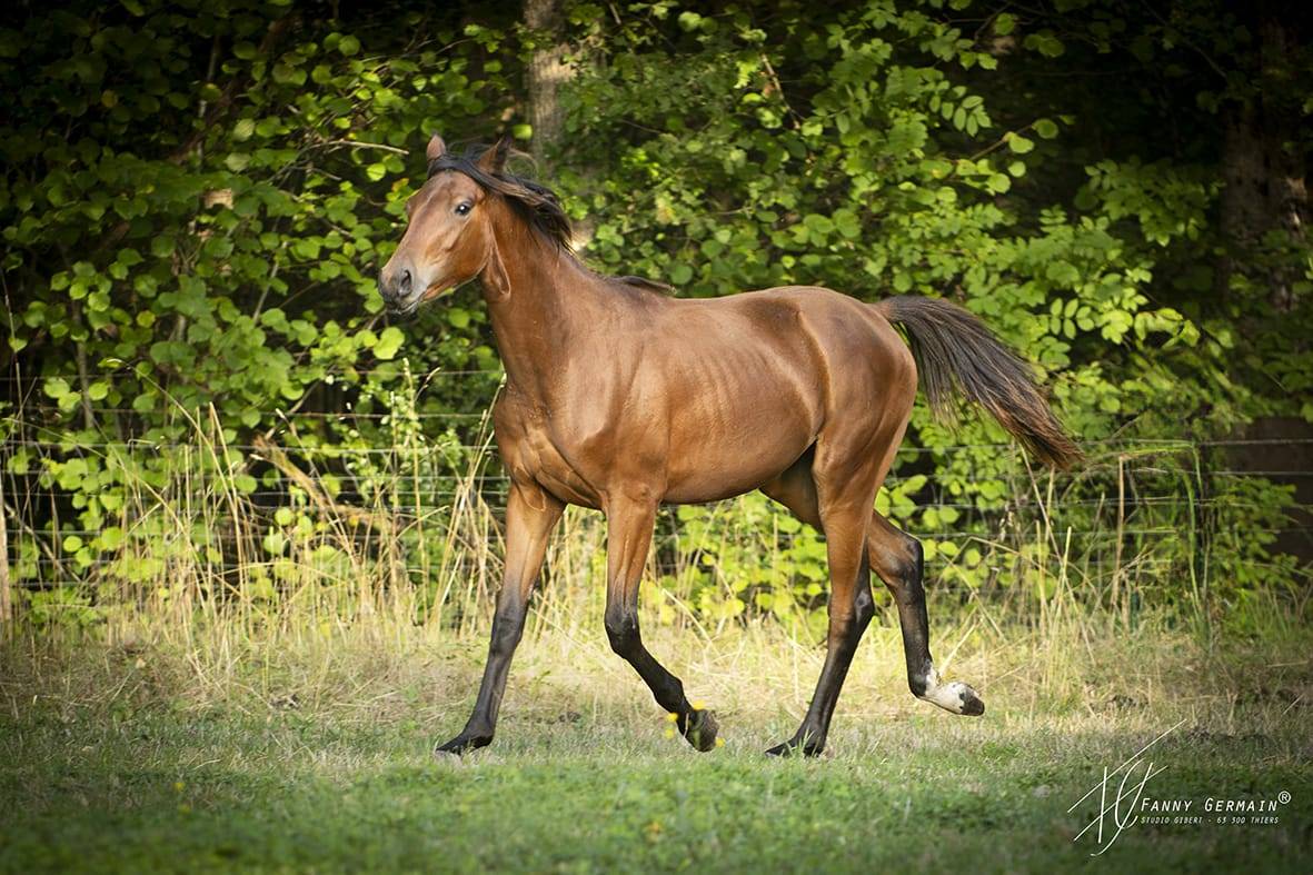 Pouliche oldenbourg dressage