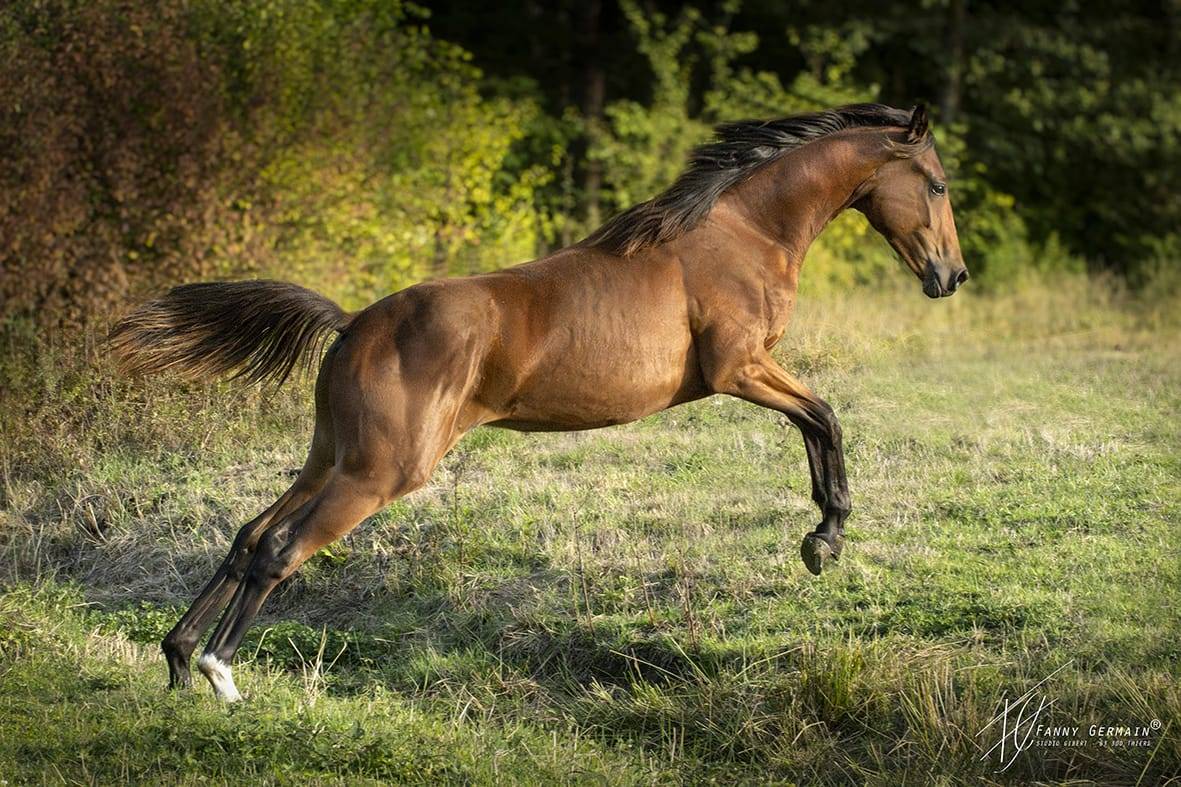 Pouliche oldenbourg dressage