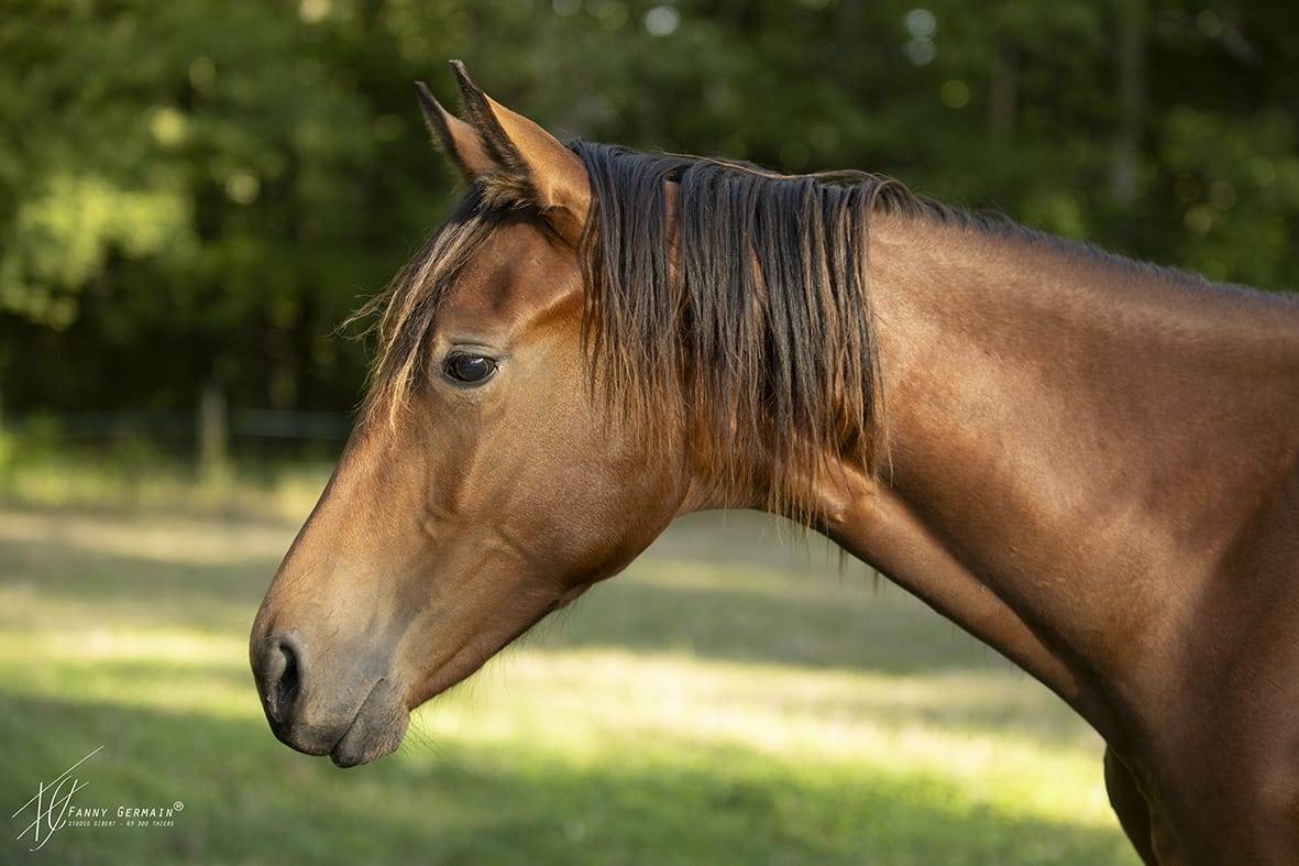 Pouliche oldenbourg dressage