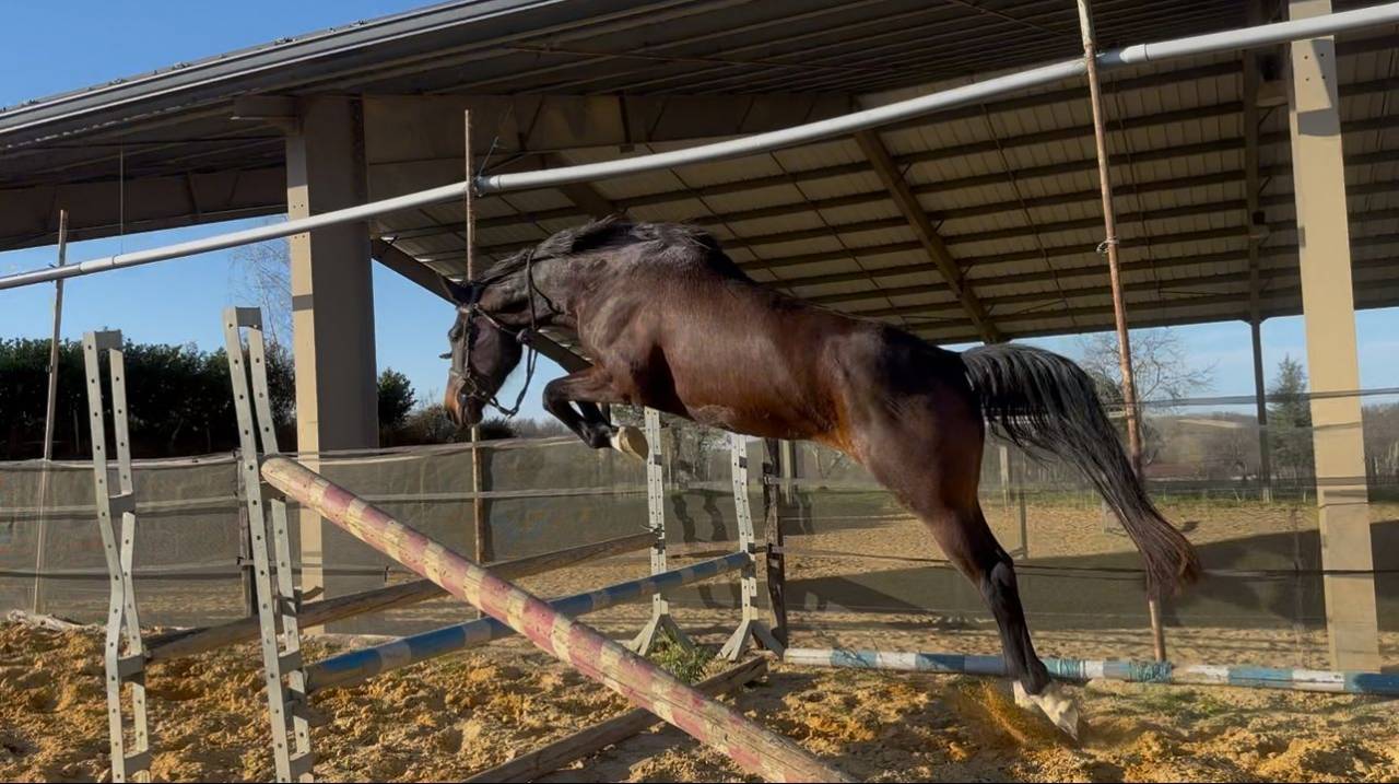 Dynamic Dream offspring