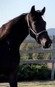 Dynamic Dream offspring