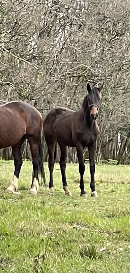 Dynamic Dream offspring