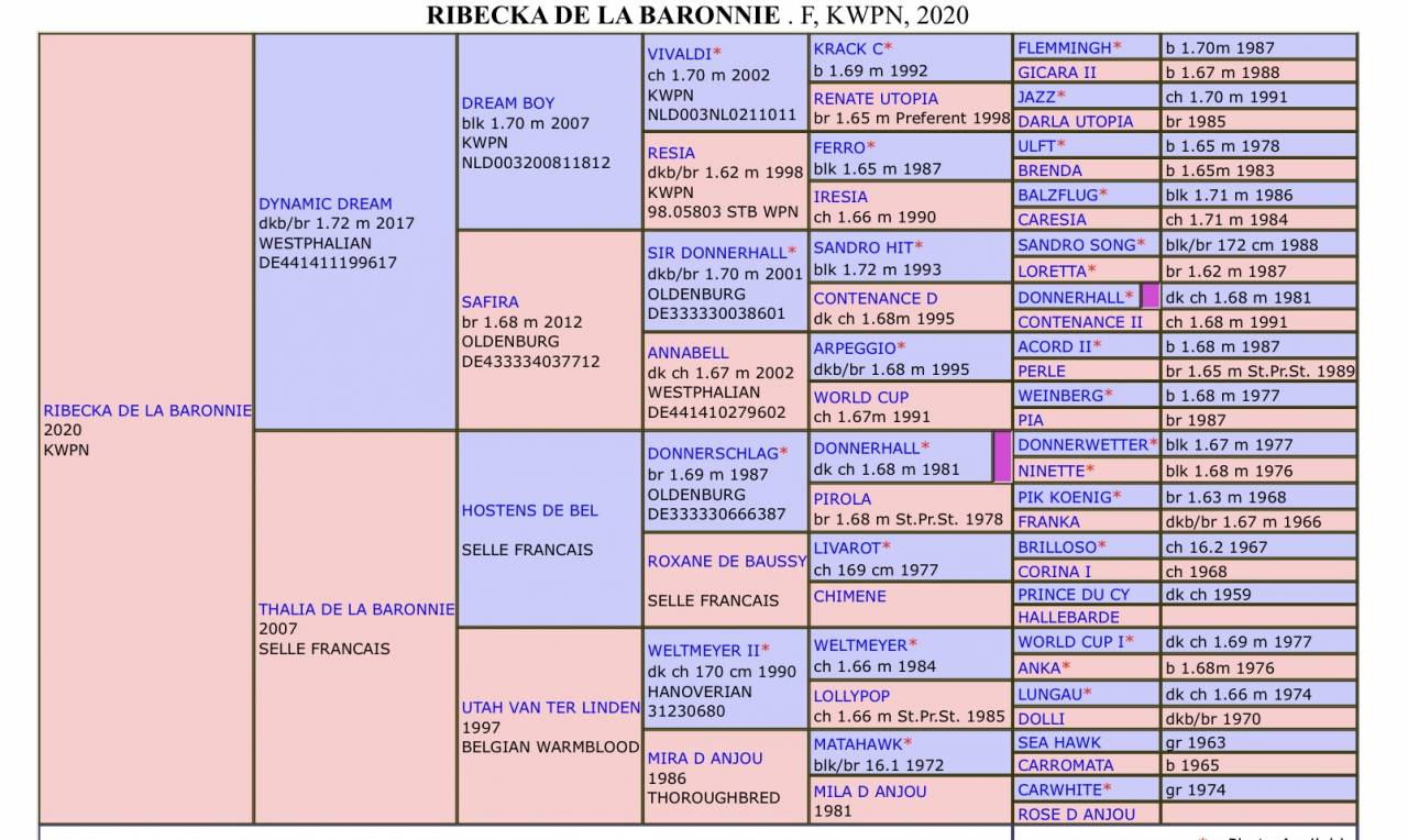 Dynamic Dream offspring